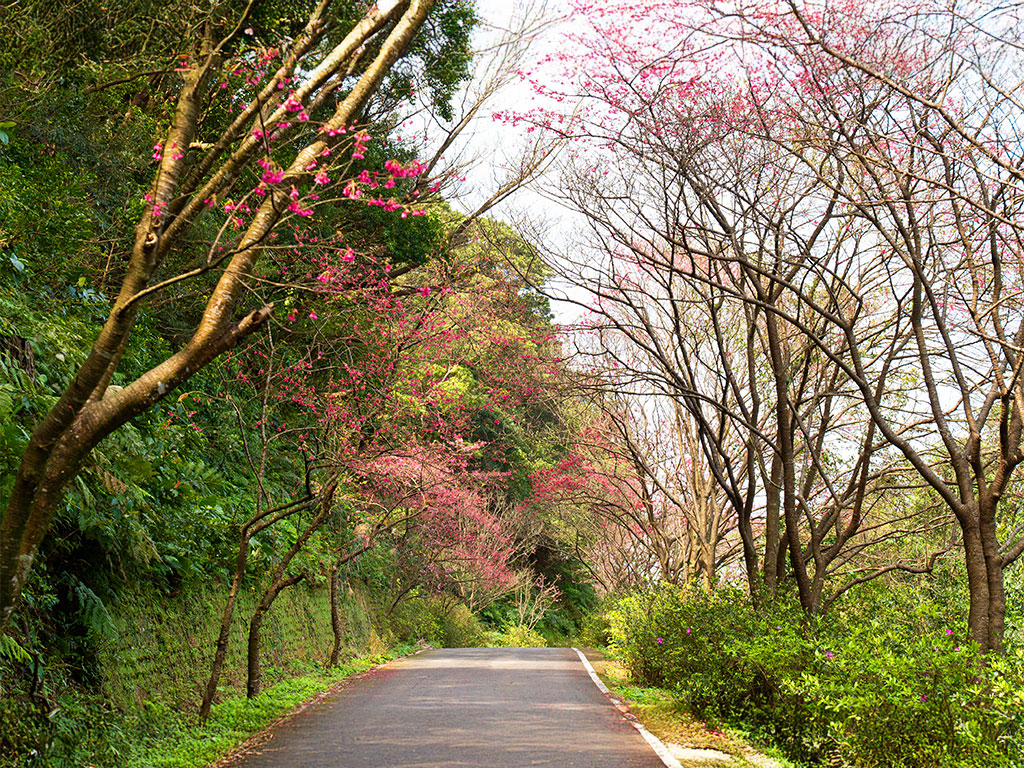 三芝大湖路、青山路現場照片二