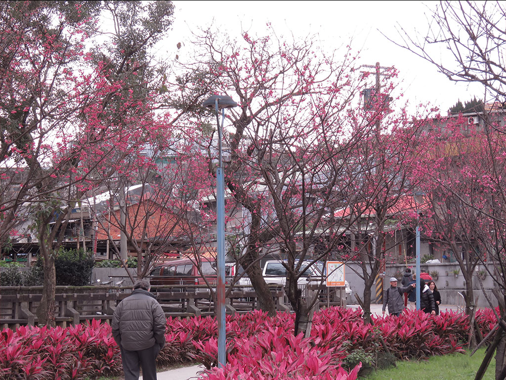 金山櫻花公園照片